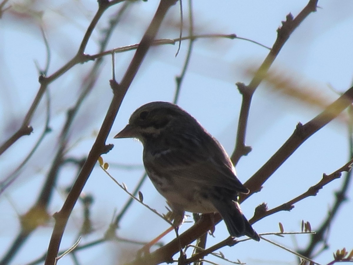 Lark Bunting - ML644104180
