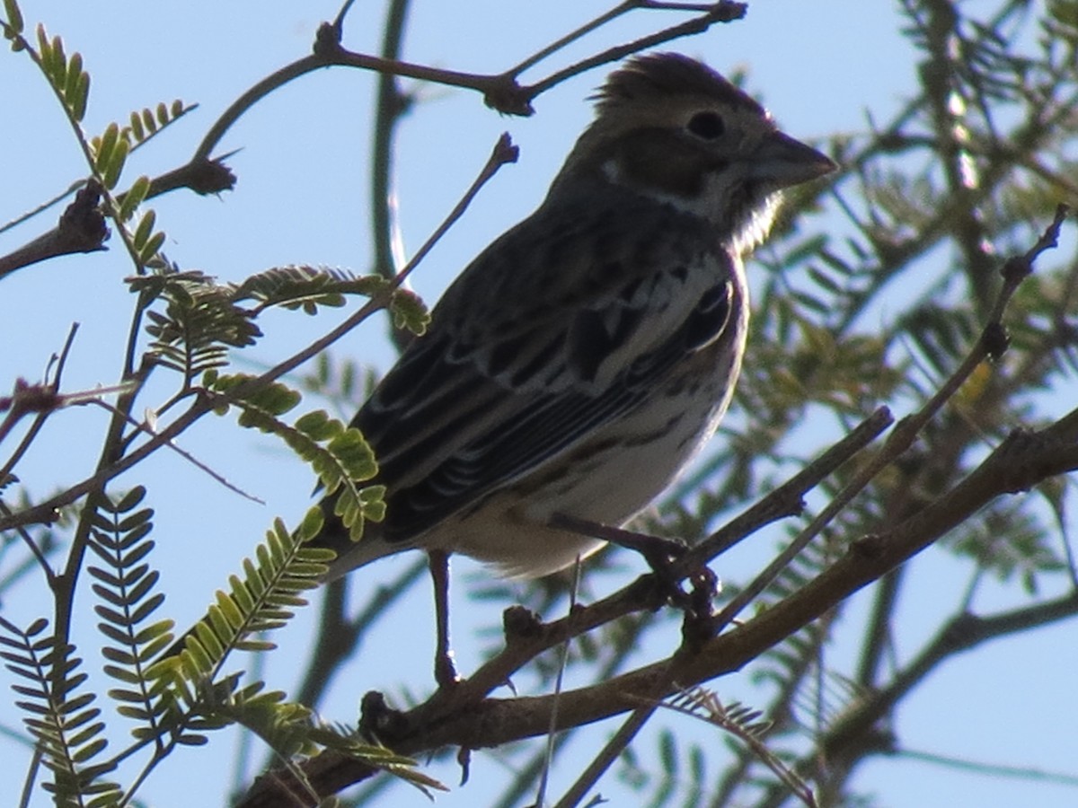 Lark Bunting - ML644104182