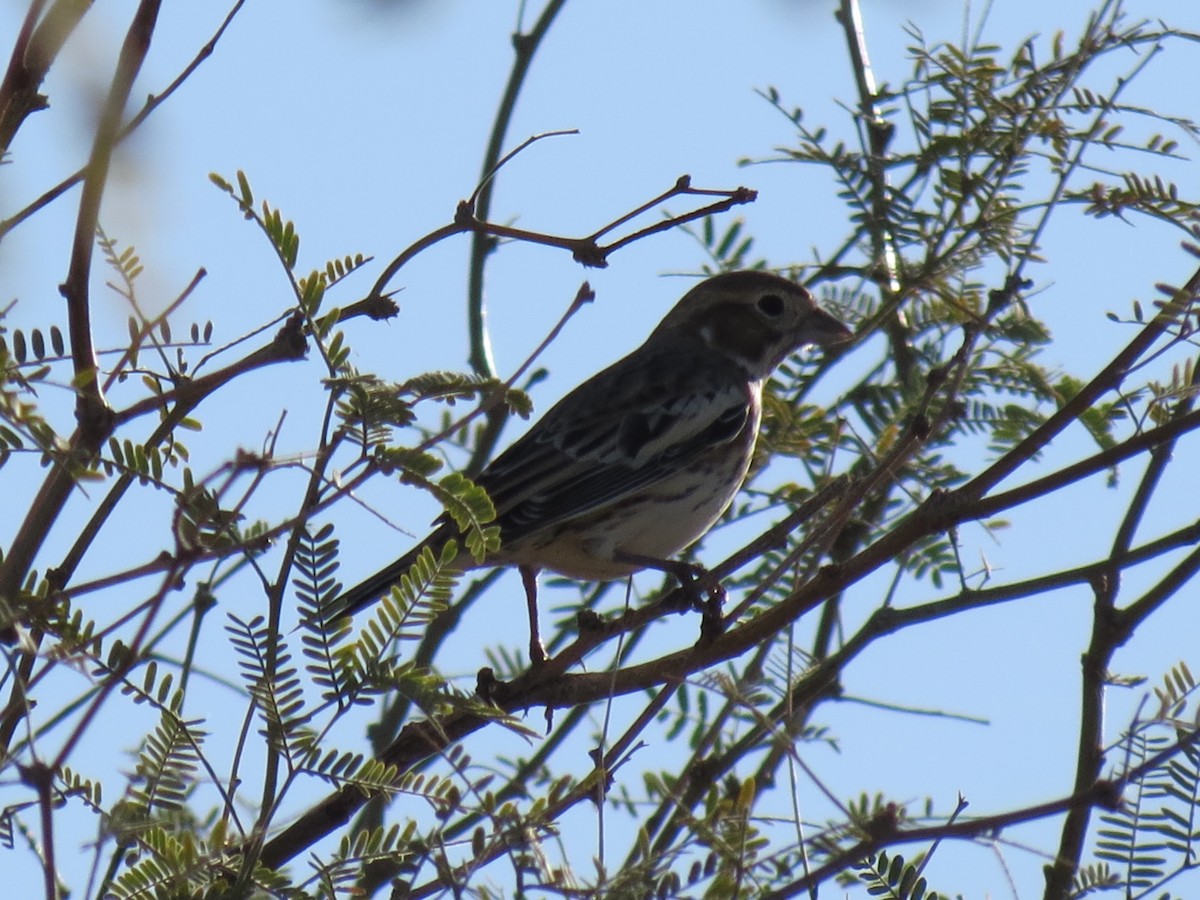Lark Bunting - ML644104183