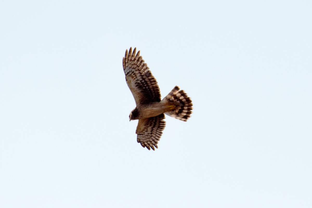 mørkmyrhauk - ML644104184
