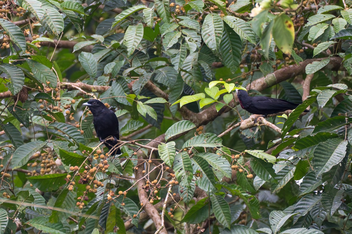 Purple-throated Fruitcrow - ML644104210
