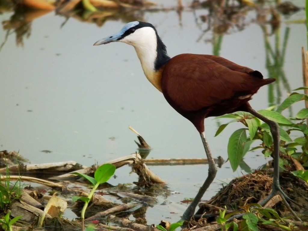 African Jacana - ML644104211