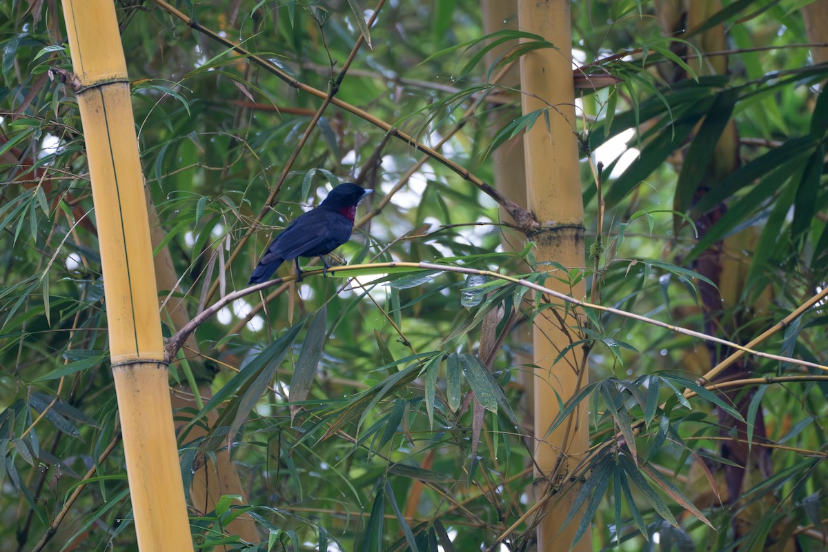 Purple-throated Fruitcrow - ML644104215