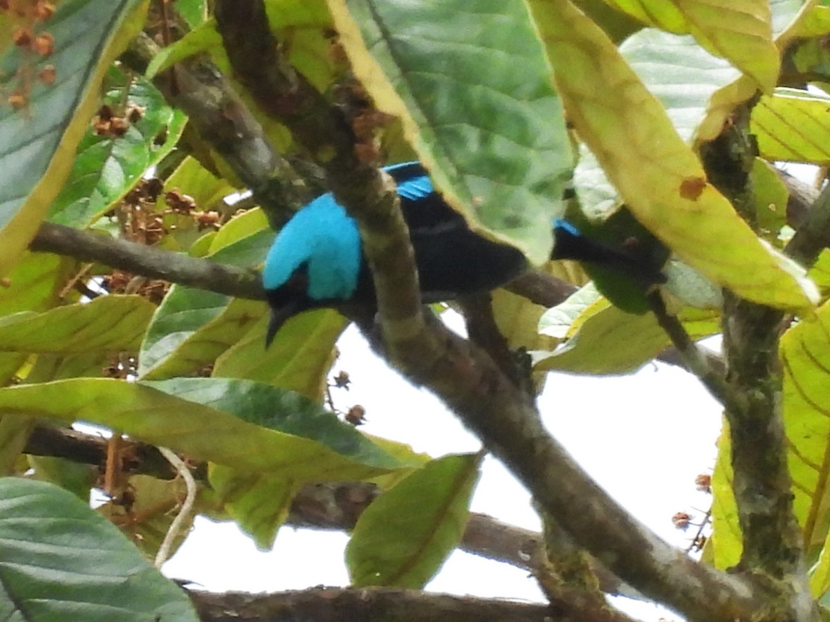 Scarlet-thighed Dacnis - ML644104227