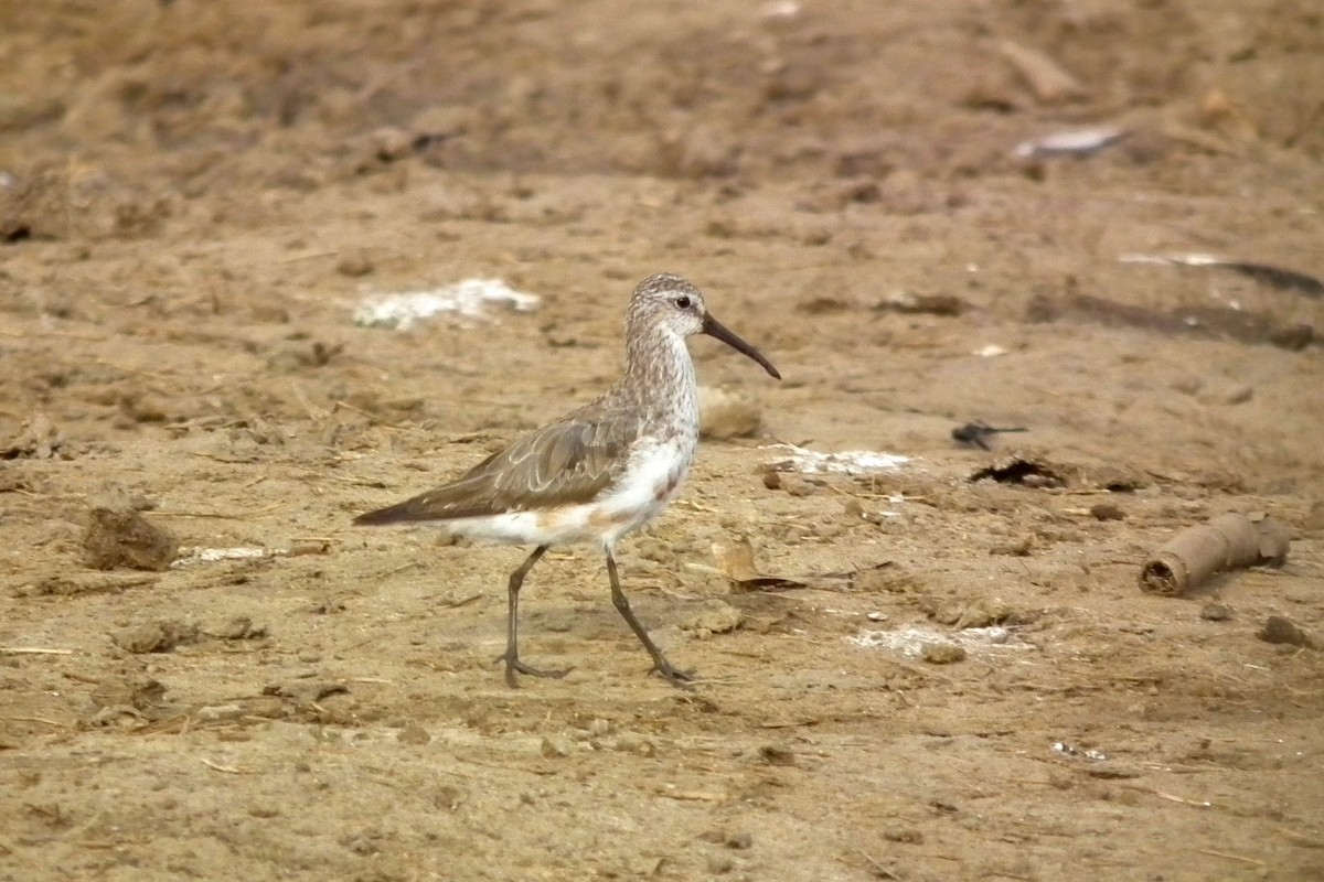 Curlew Sandpiper - ML644104239