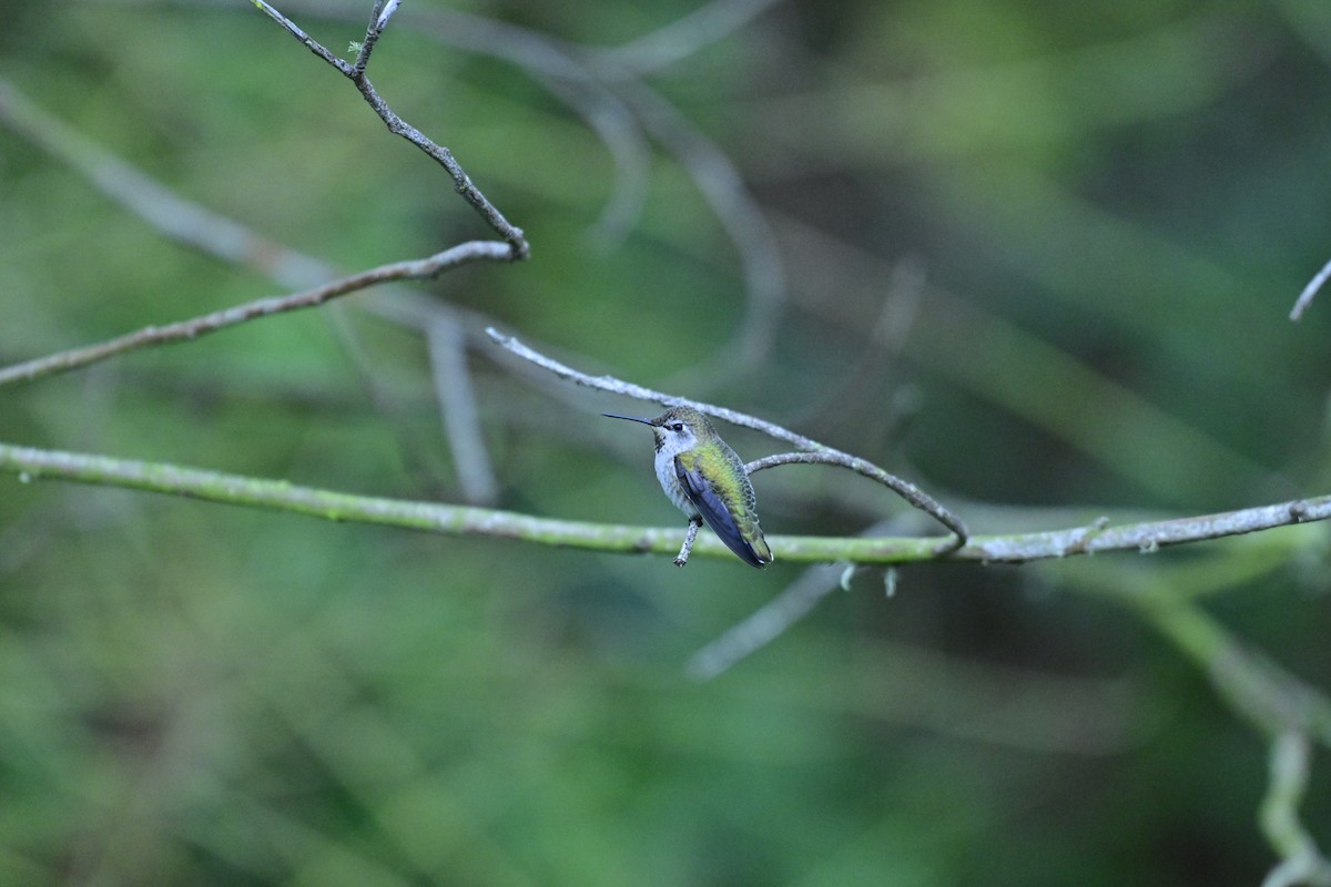 Anna's Hummingbird - ML644104240