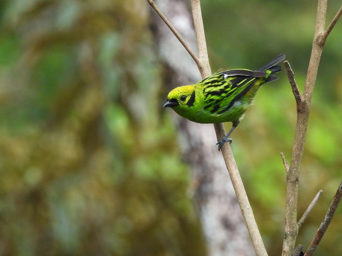 Emerald Tanager - ML644104249