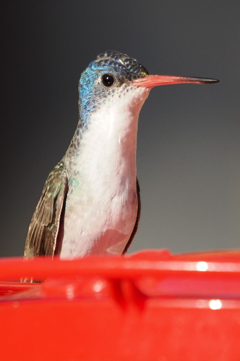 Violet-crowned Hummingbird - ML644104254