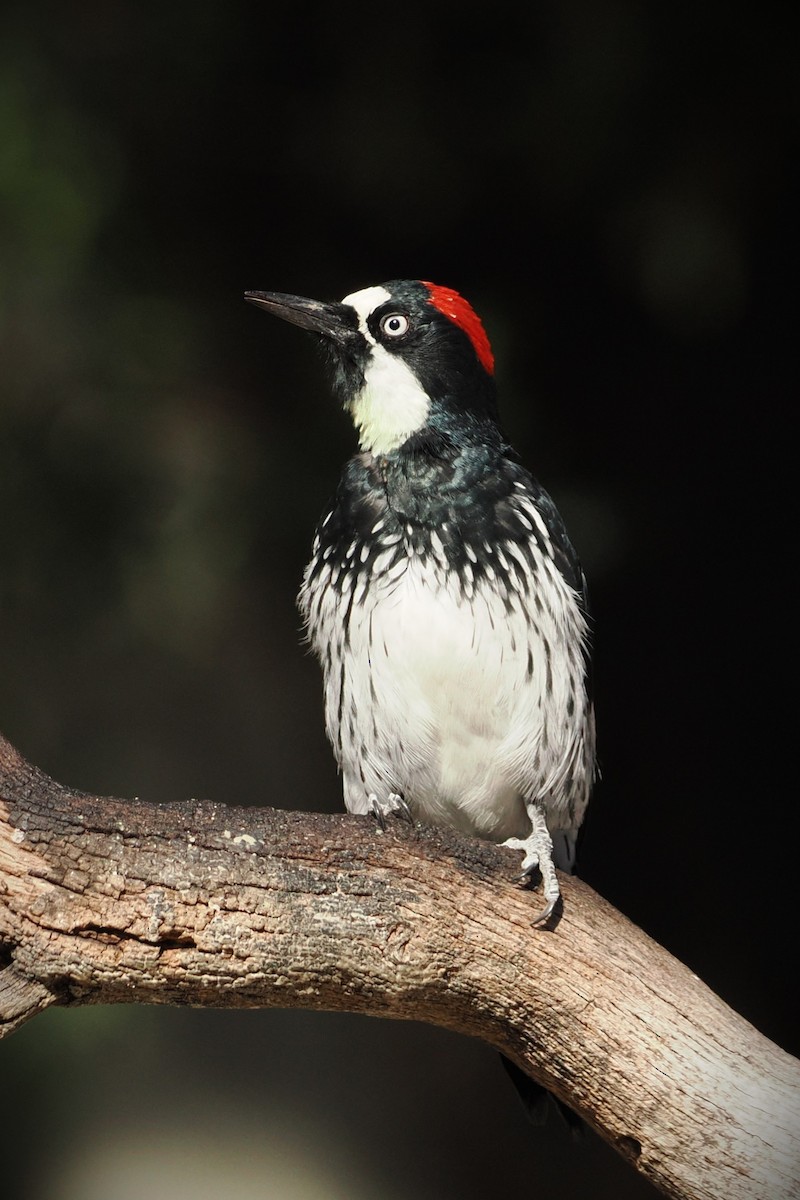 Acorn Woodpecker - ML644104267