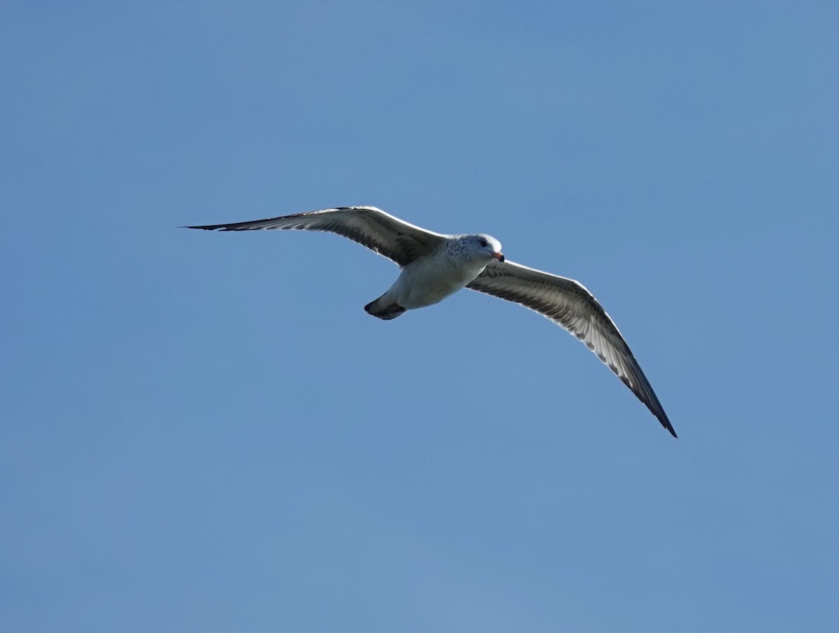 Ring-billed Gull - ML644104272