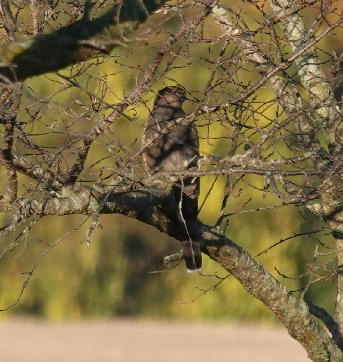Cooper's Hawk - ML644104281