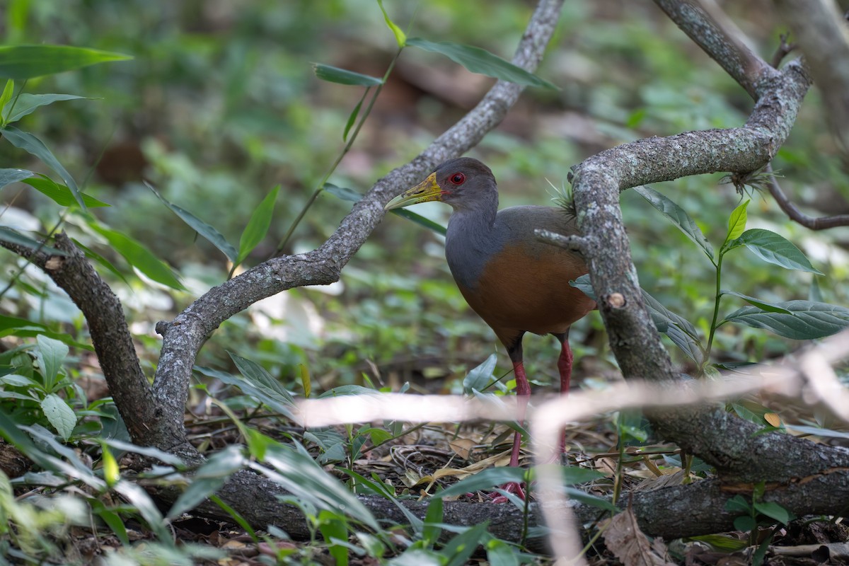 Gray-cowled Wood-Rail - ML644104282
