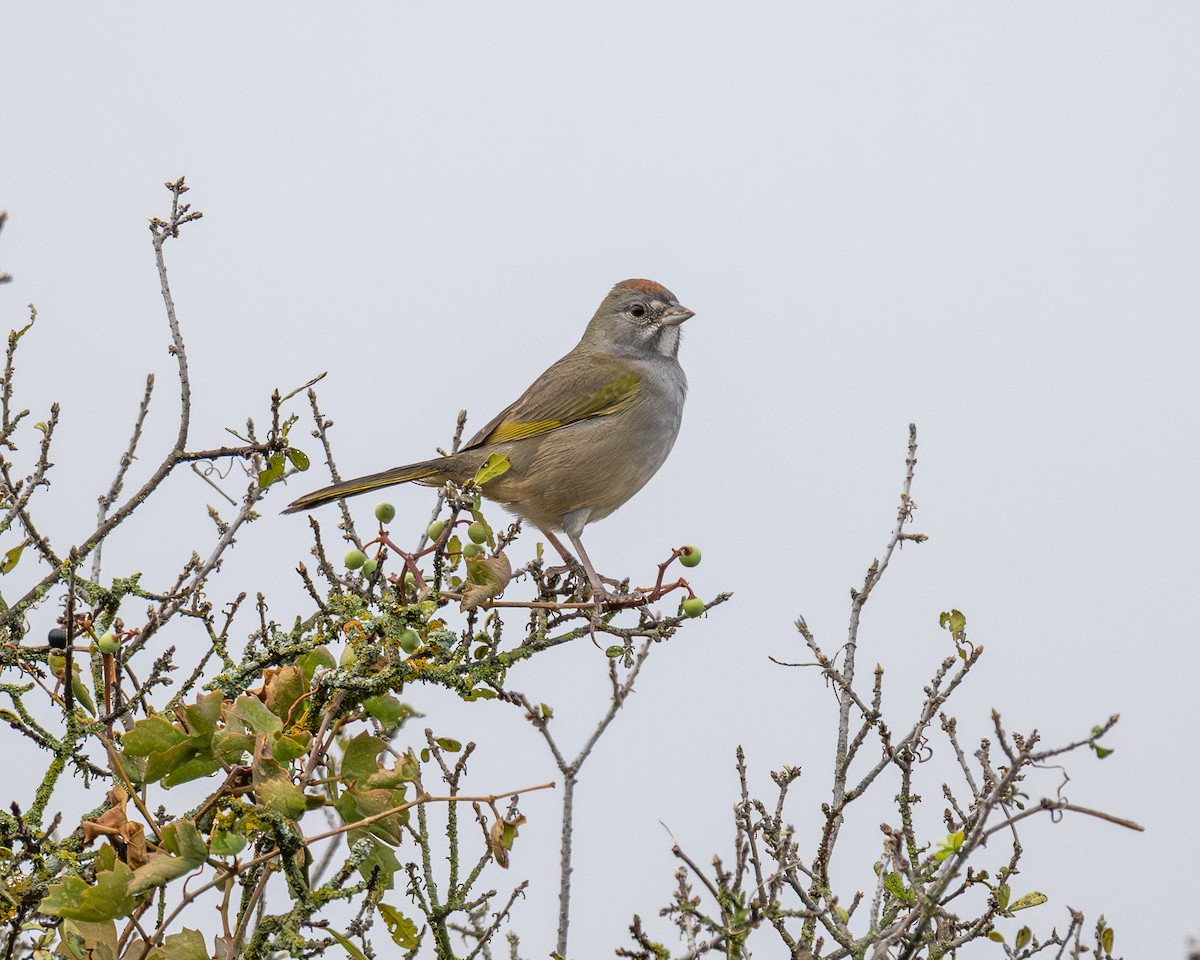Green-tailed Towhee - ML644104300