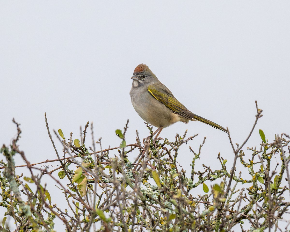 Green-tailed Towhee - ML644104301