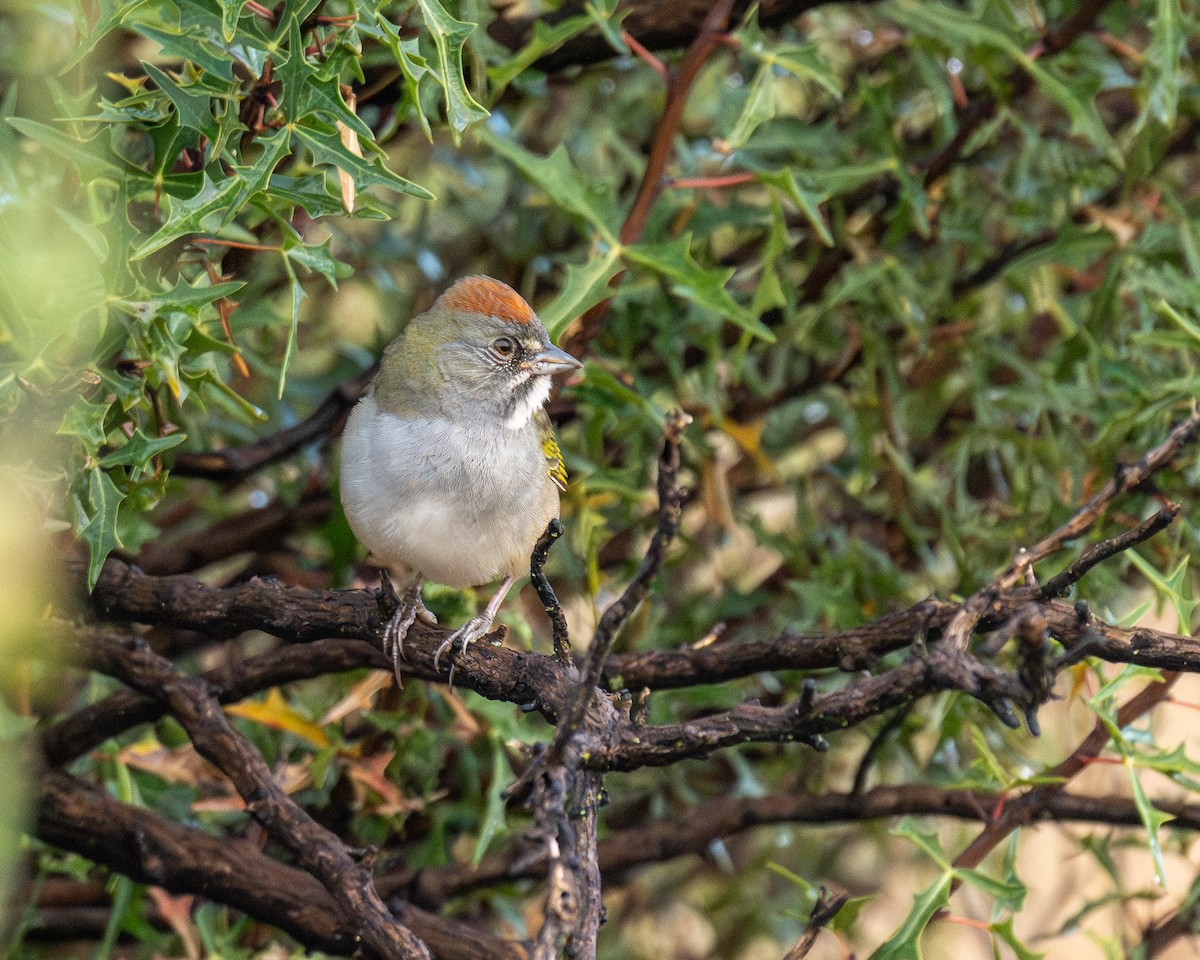 Green-tailed Towhee - ML644104302