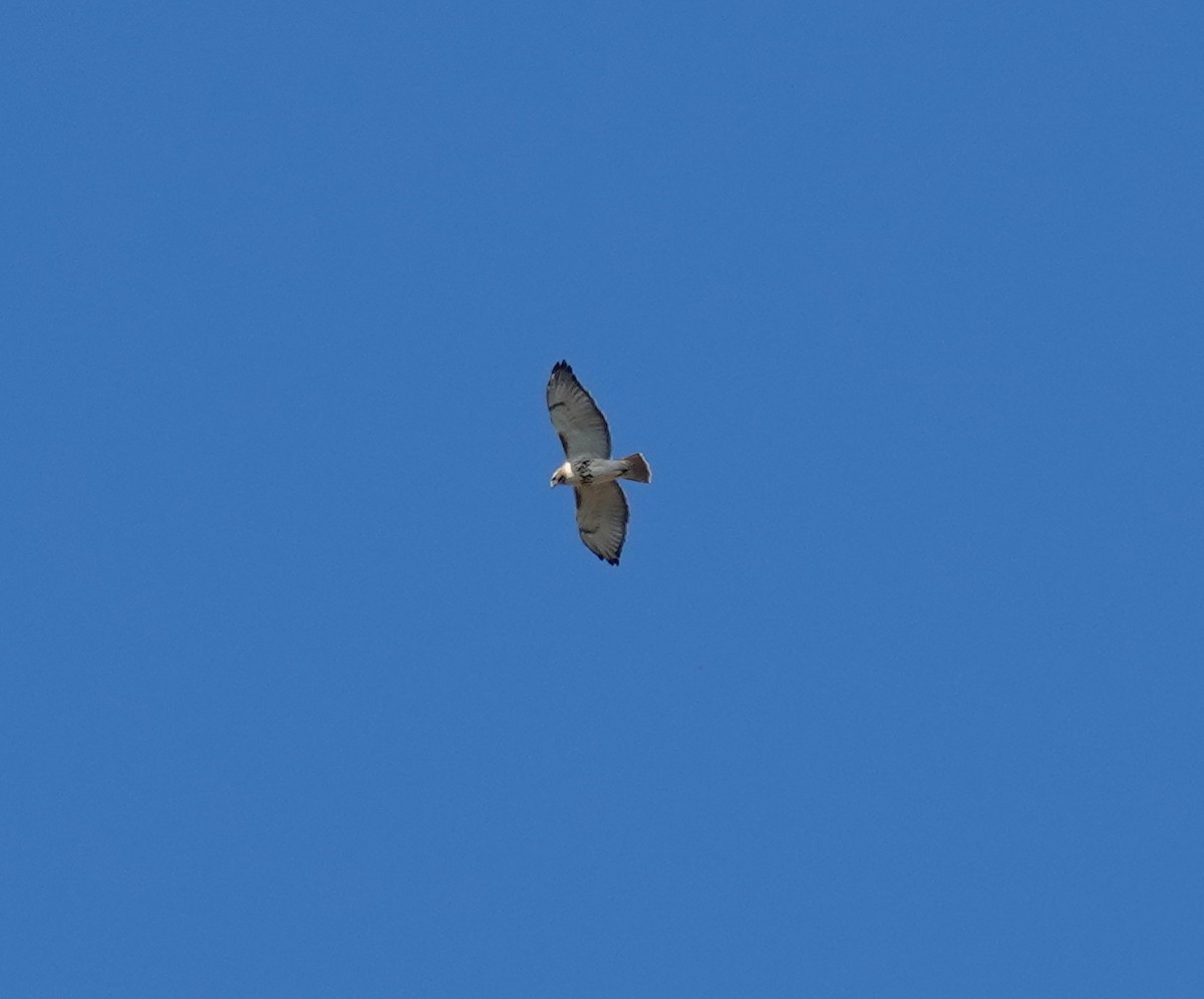Red-tailed Hawk - ML644104306