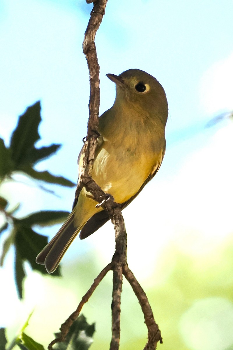 Hutton's Vireo - ML644104311
