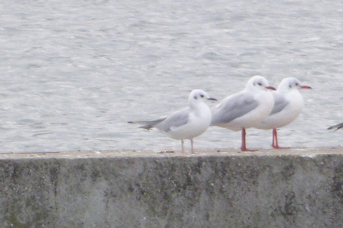 Bonaparte's Gull - ML644104328