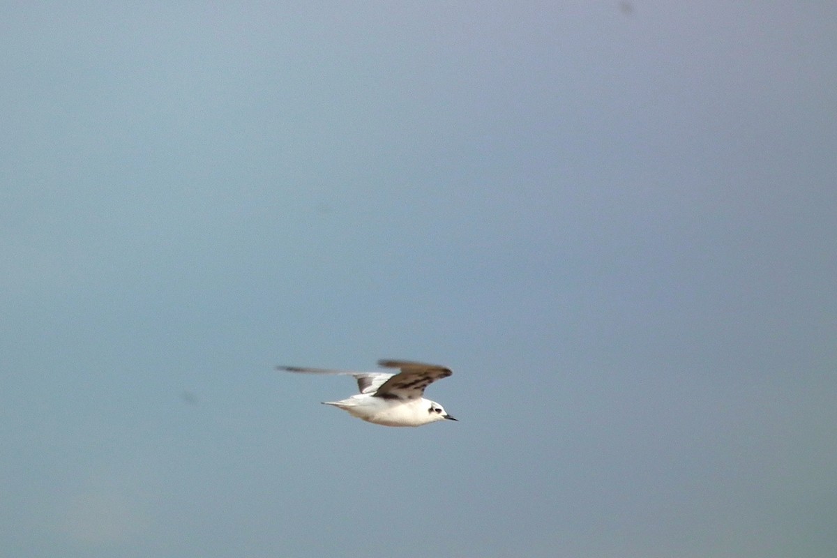 White-winged Tern - ML644104341