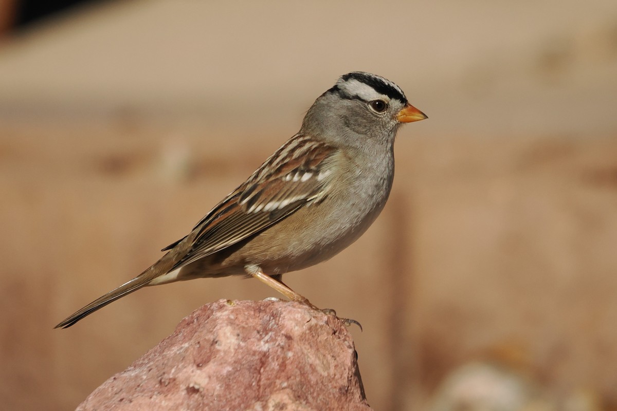 White-crowned Sparrow - ML644104344