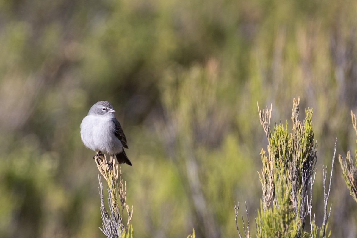 Ash-breasted Sierra Finch - ML644104346