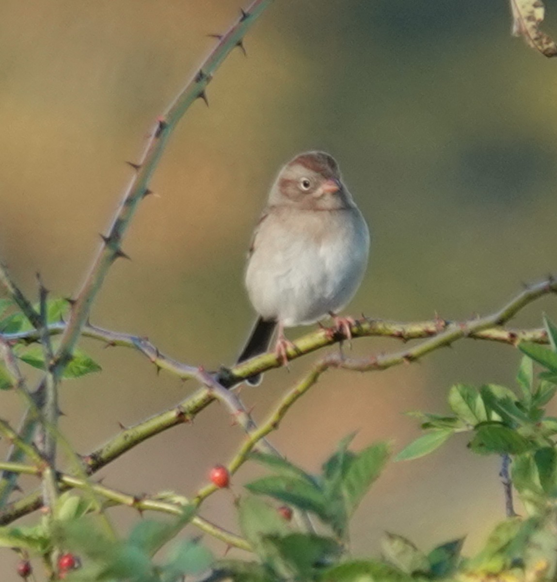 Field Sparrow - ML644104349