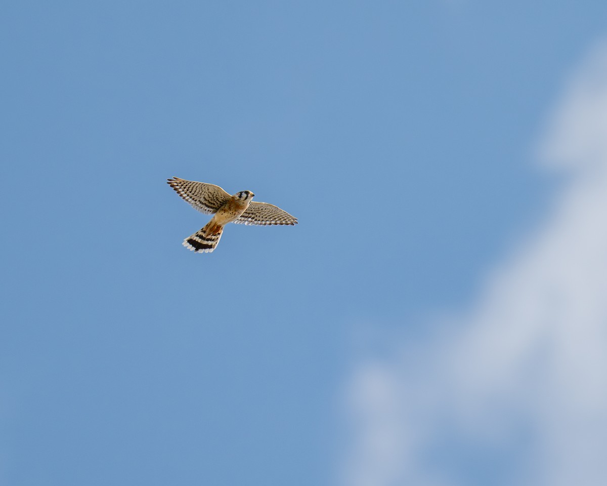 American Kestrel - ML644104350