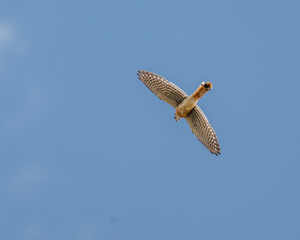 American Kestrel - ML644104352
