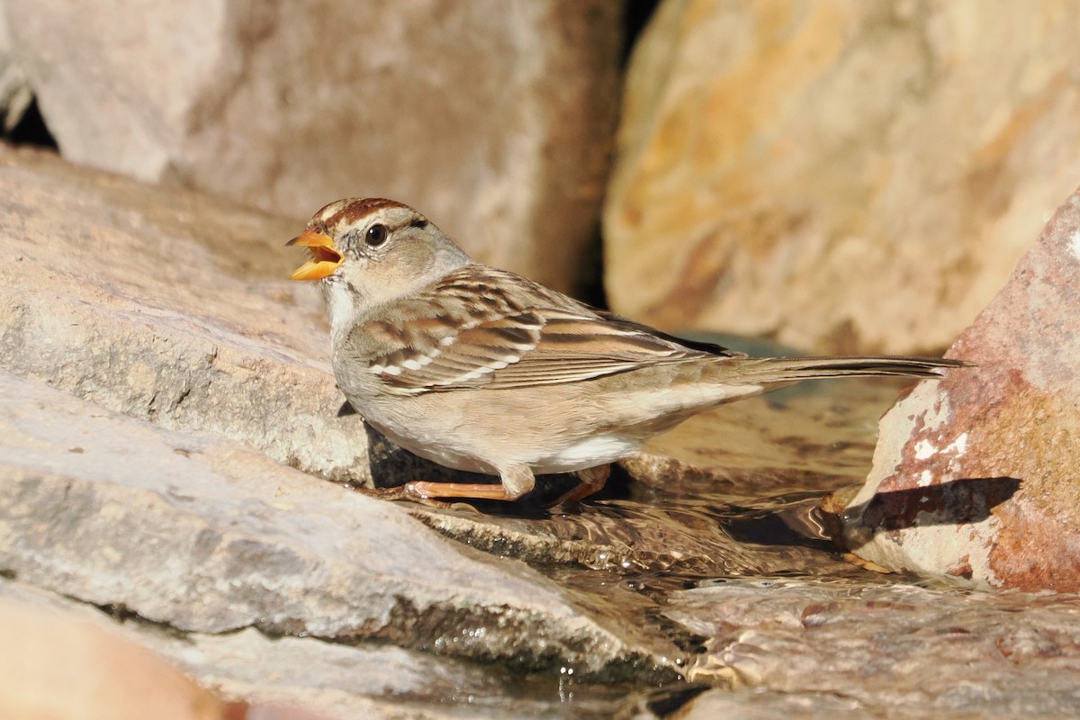 White-crowned Sparrow - ML644104354