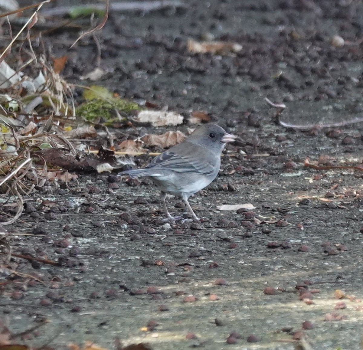 Dark-eyed Junco - ML644104357
