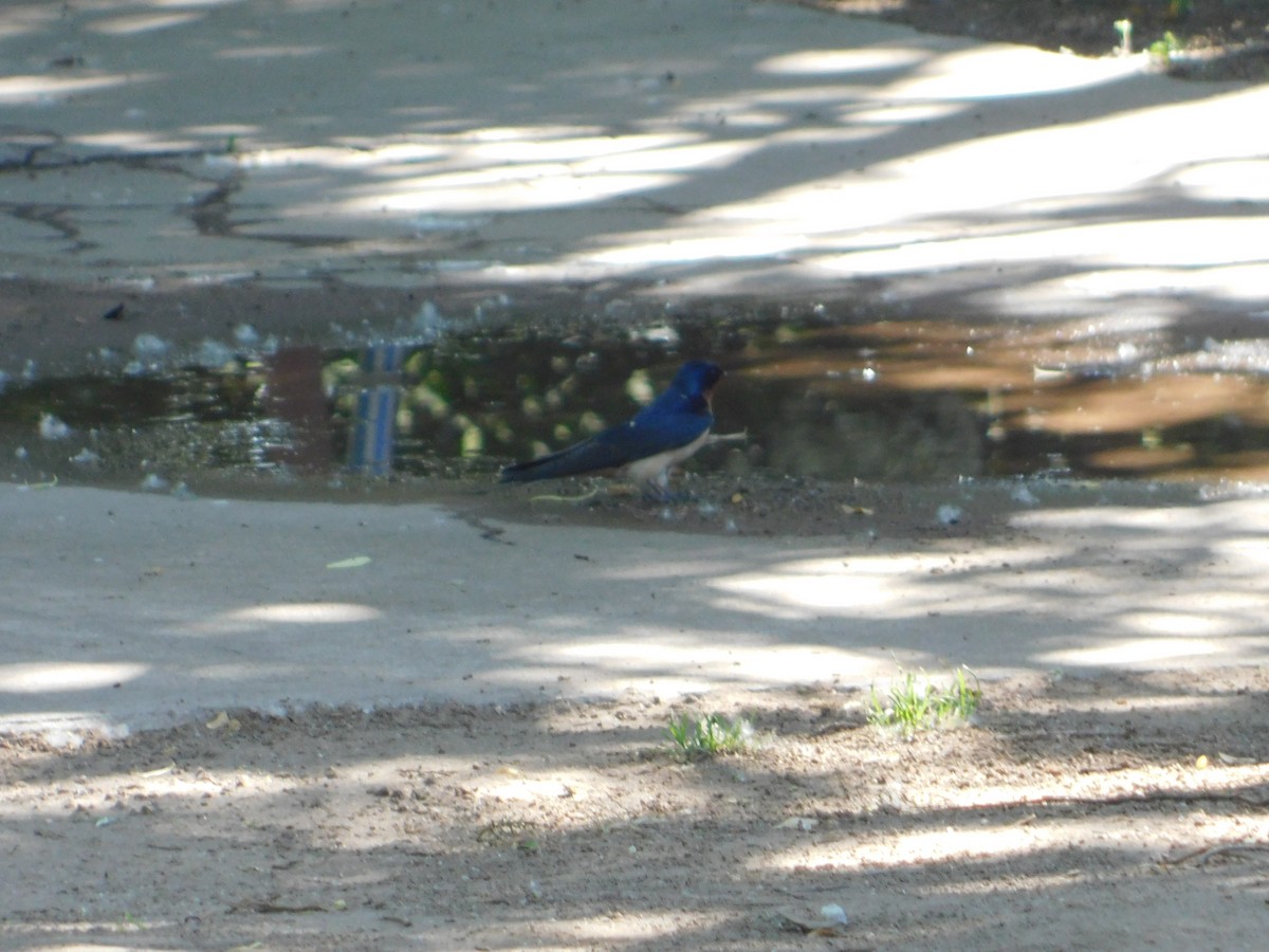 Асрын хараацай - ML644104358