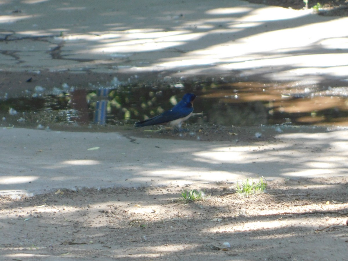 Асрын хараацай - ML644104359