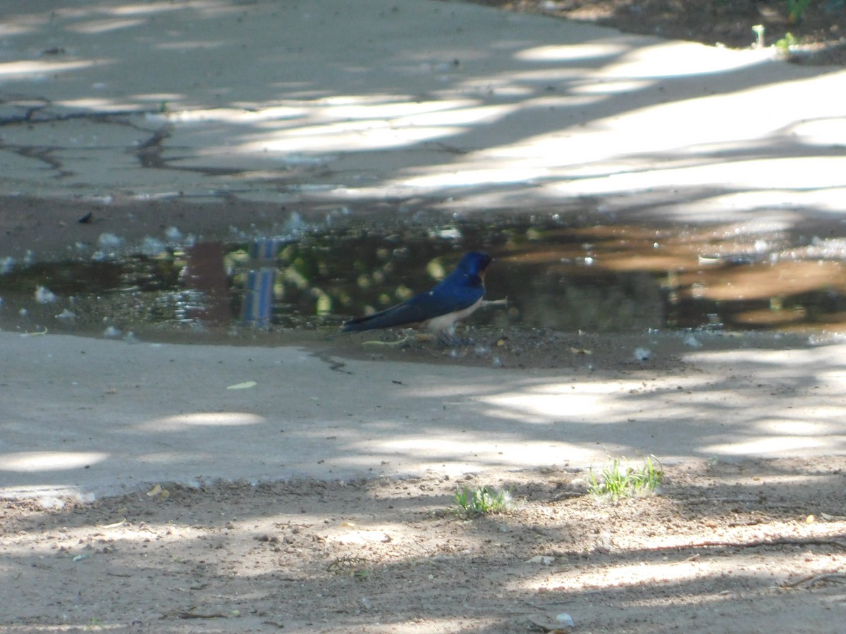 Асрын хараацай - ML644104360