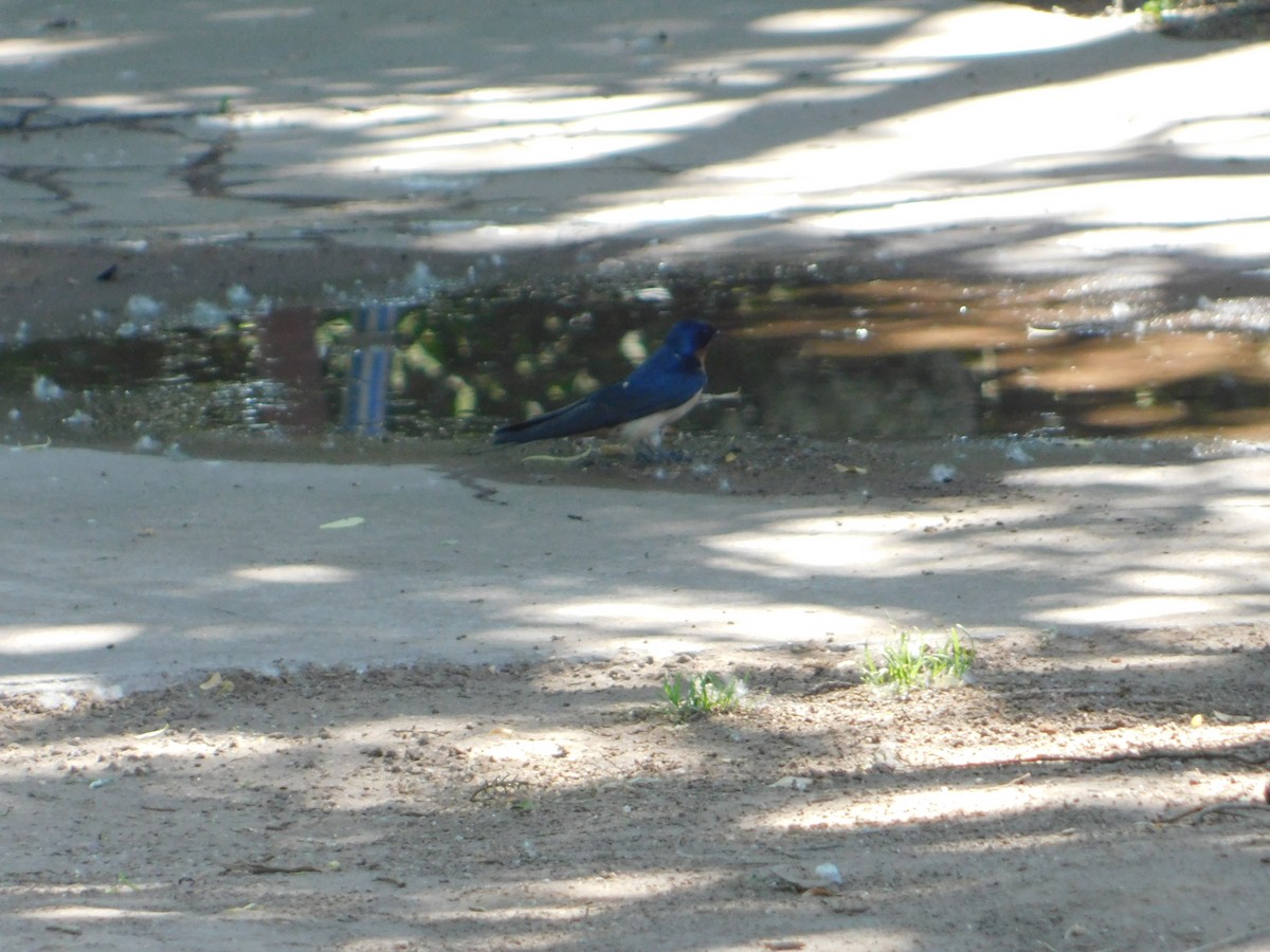 Асрын хараацай - ML644104361