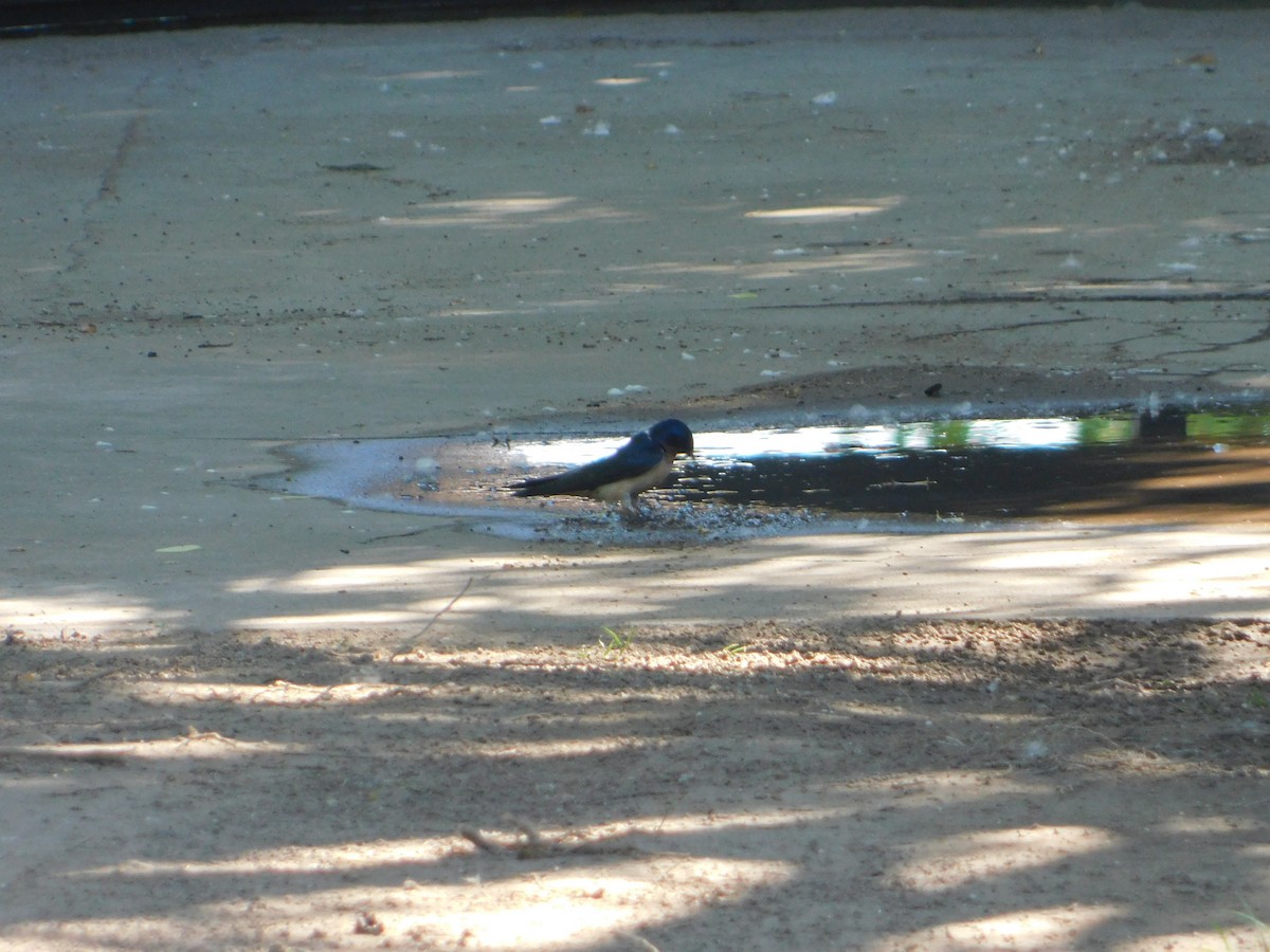 Асрын хараацай - ML644104362