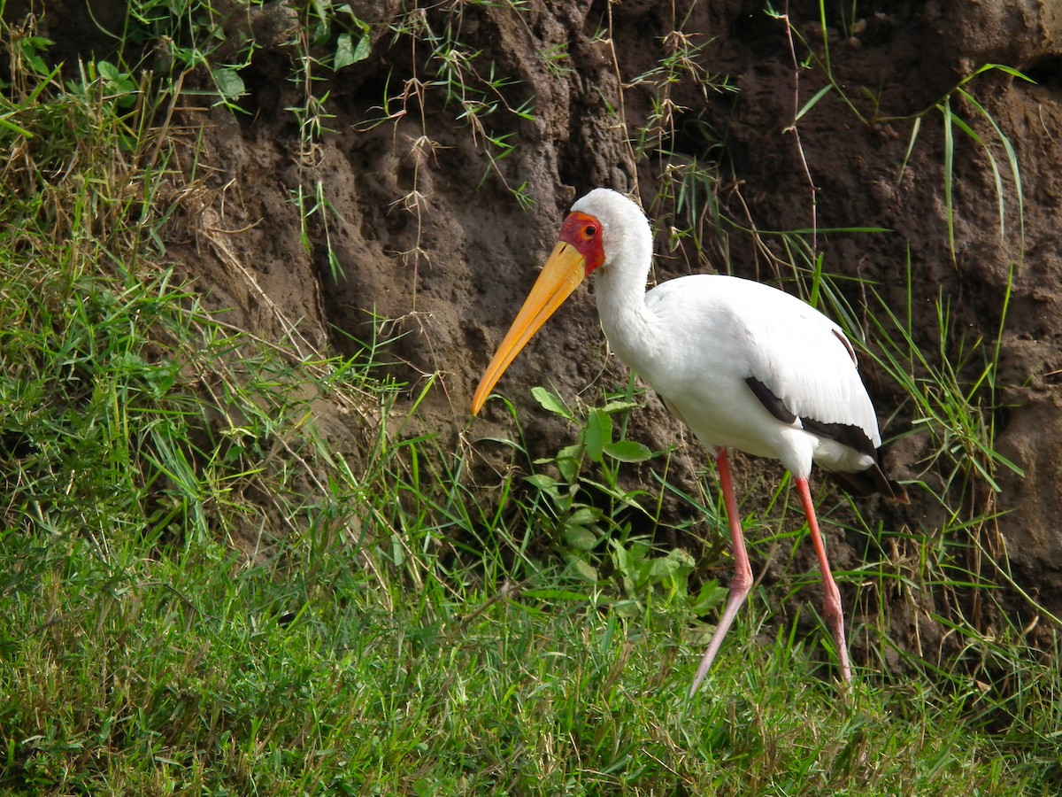 Yellow-billed Stork - ML644104364