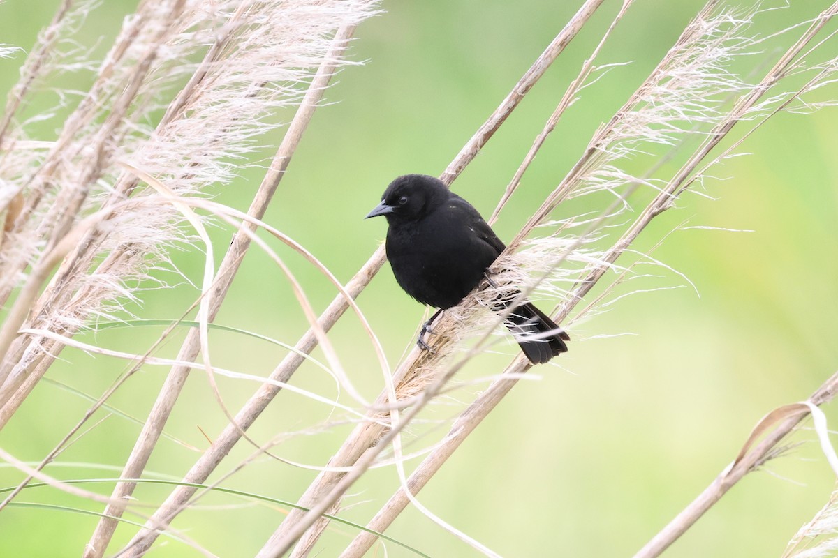 gulvingetrupial - ML644104369