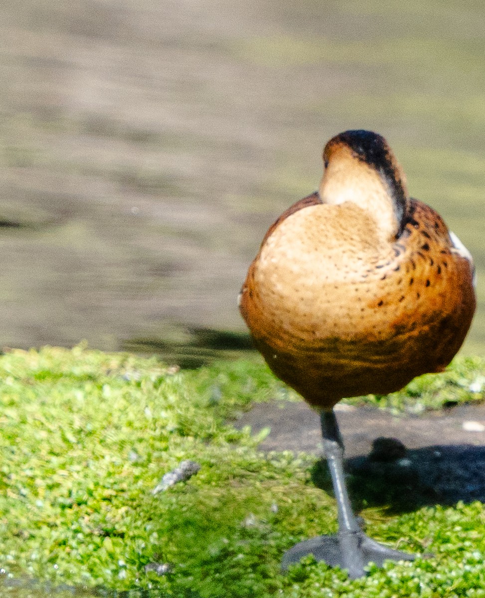 Dendrocygne à lunules - ML644104370