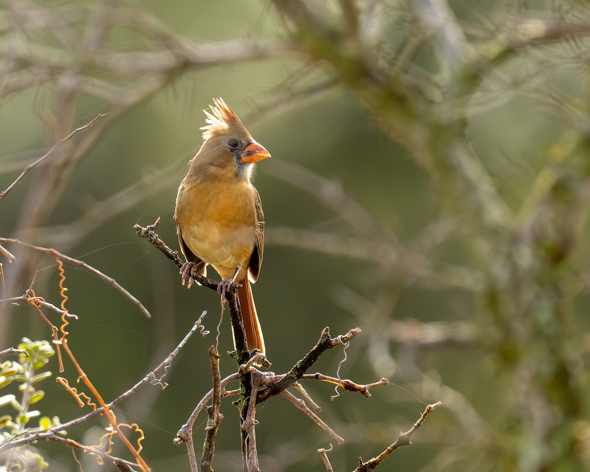 Northern Cardinal - ML644104376