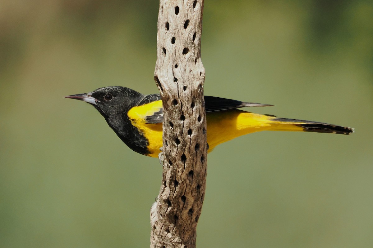 Scott's Oriole - ML644104378