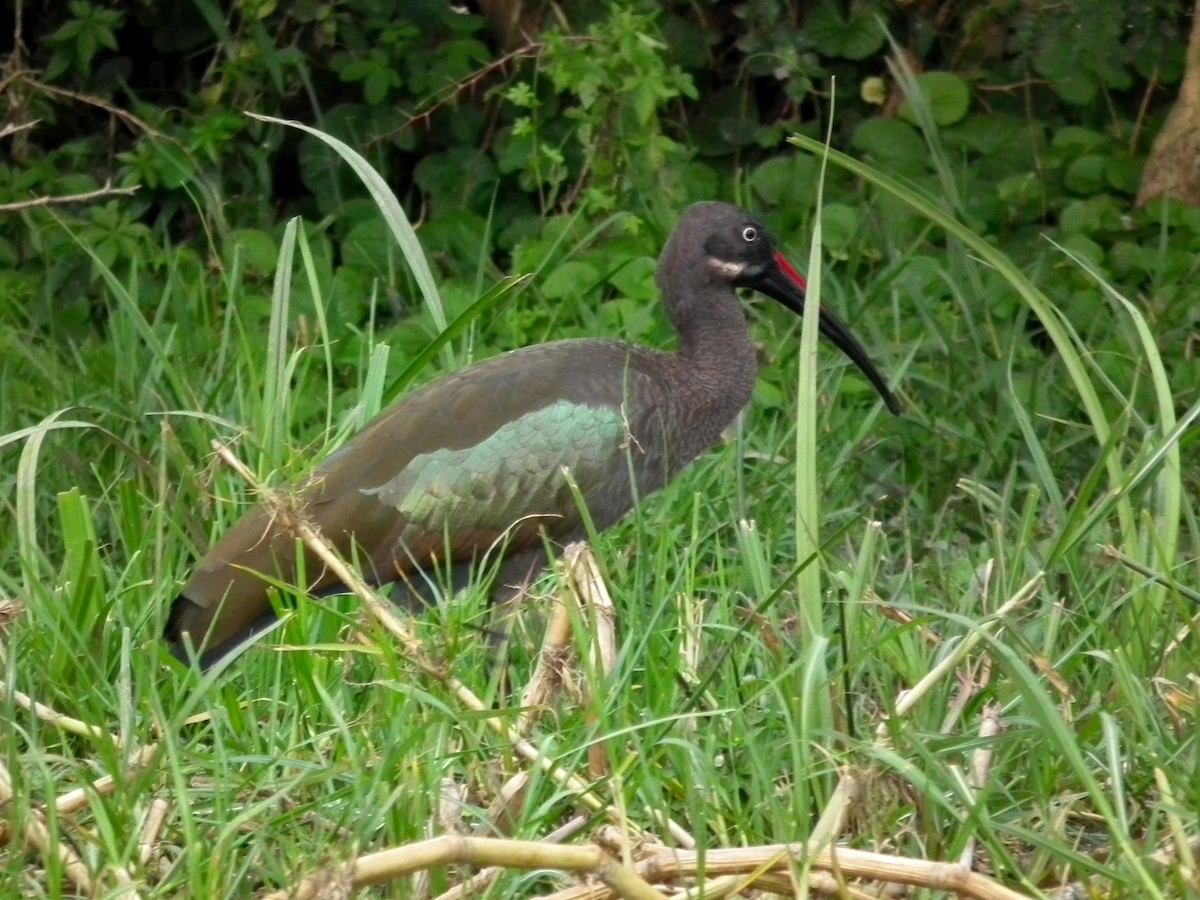 Ibis hagedash - ML644104383