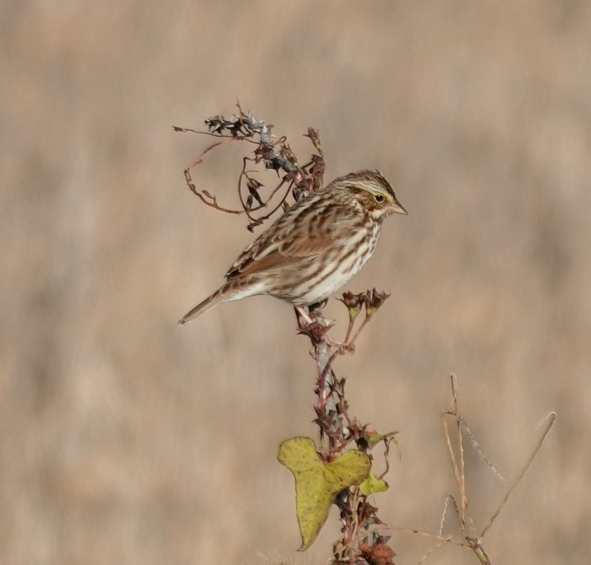 Savannah Sparrow - ML644104384