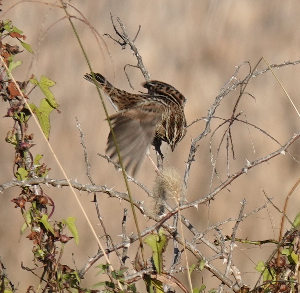 Savannah Sparrow - ML644104385