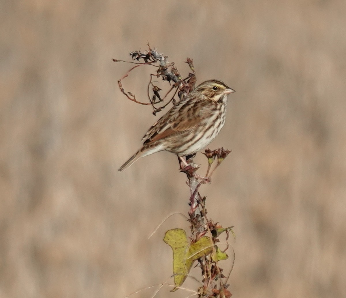 Savannah Sparrow - ML644104386