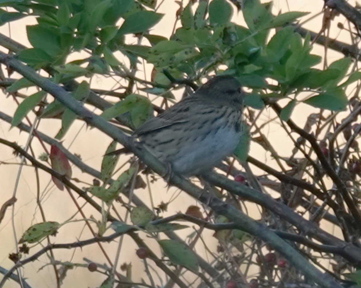 Lincoln's Sparrow - ML644104391