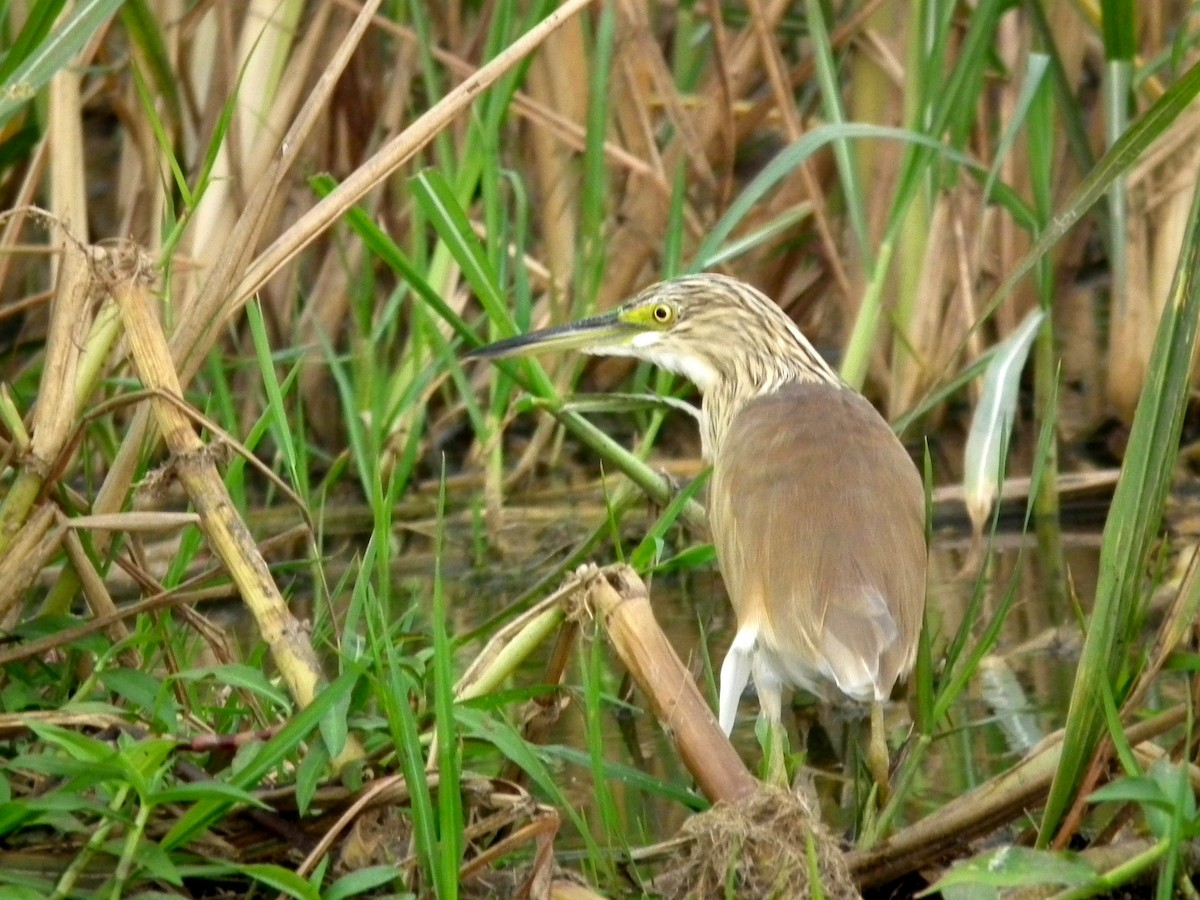 Koartzatxo karramarrozalea - ML644104393