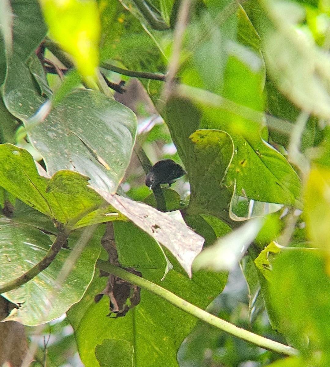 Dot-winged Antwren - ML644104400