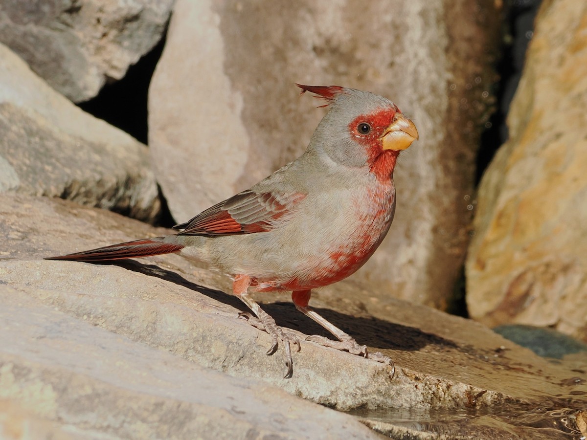 Pyrrhuloxia - ML644104402