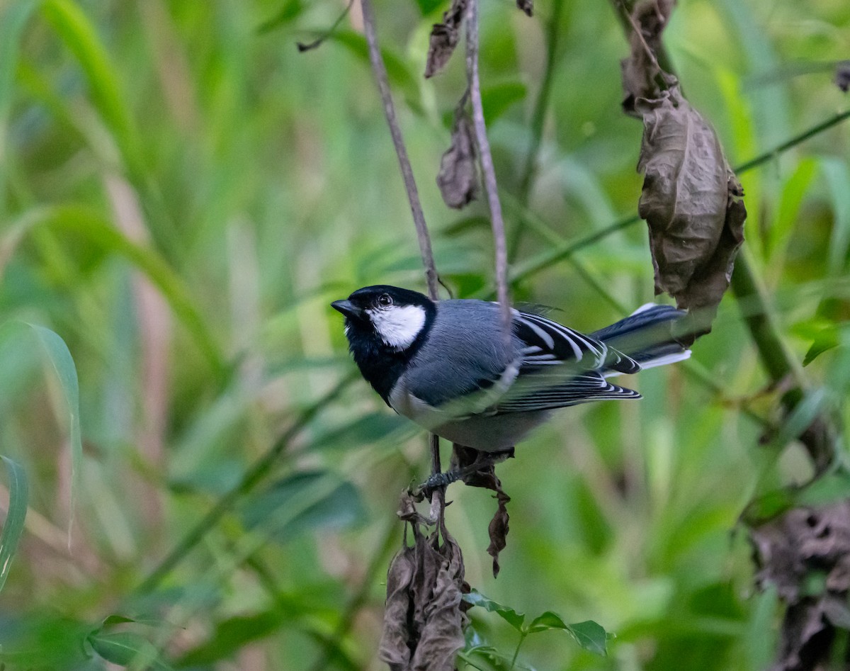Asian Tit - ML644104413