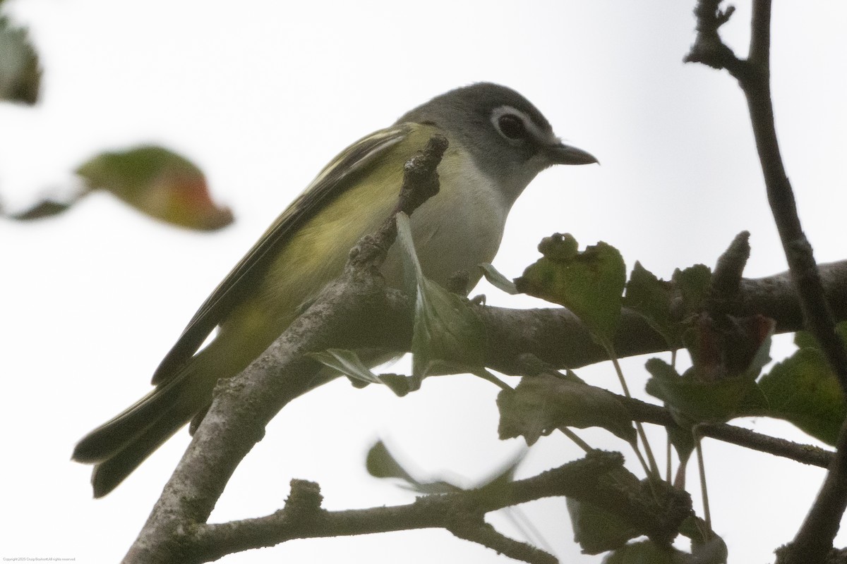 Blue-headed Vireo - ML644104419